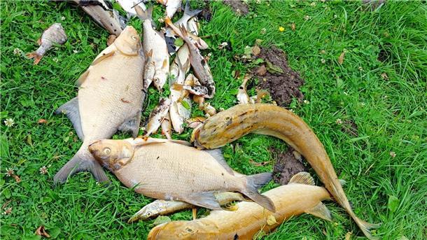 Sauerstoffmangel und Hitze sorgen für Fischsterben im Sittenser Mühlenteich Zahlreiche Fische sind im Mühlenteich verendet.