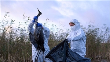 Mehr als 118.000 tote Tiere wegen Vogelgrippe Zahlreiche Tiere sind auch in diesem Jahr bereits der Vogelgrippe zum Opfer gefallen.