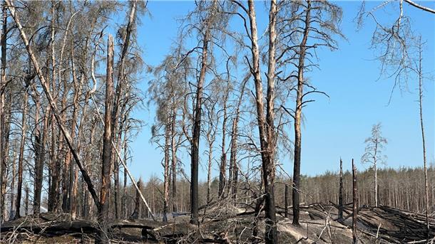 Waldbrände in MV - Lage entspannt sich Zahlreiche verbrannte Bäume im Waldbrandgebiet bei Lübtheen.