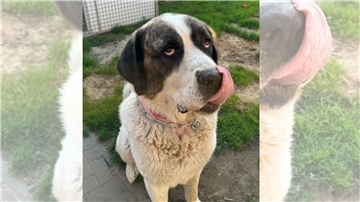 Zeus, der große und freundliche Herdenschutzhund, sucht ein liebevolles Zuhause.