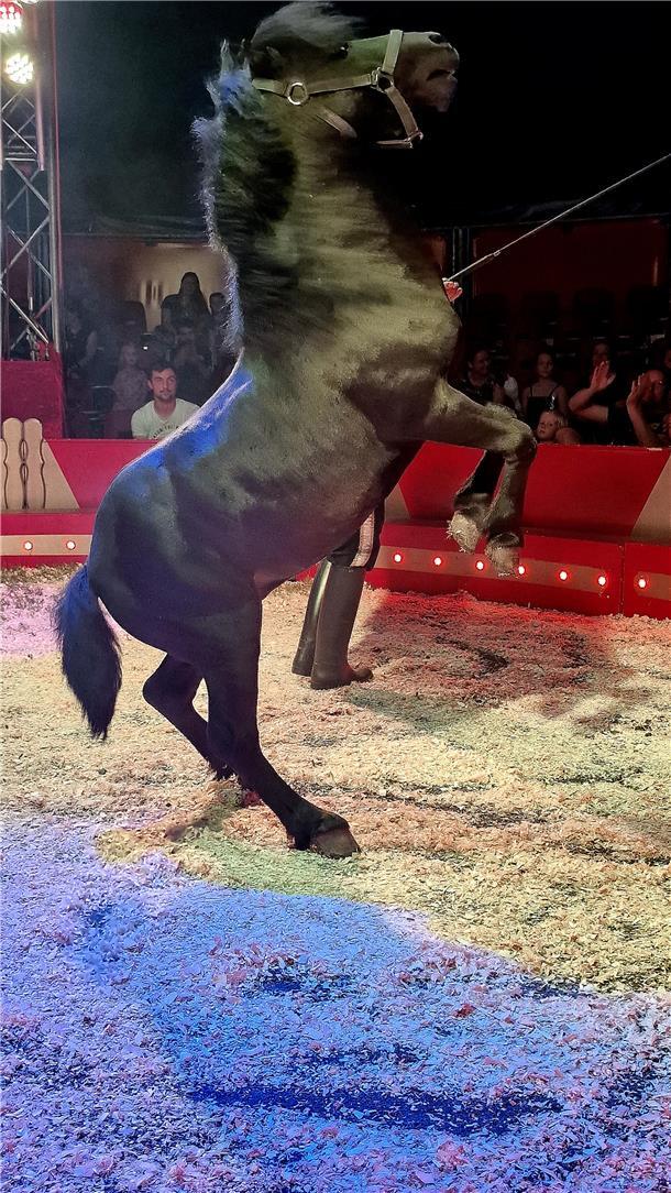 Zirkus Fantastico