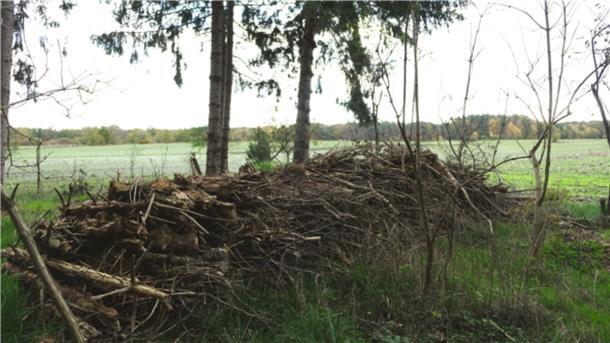 Zoff um Totholz: Weil ein Breddorfer in seinem Waldstück abgestorbene Äste aufgeschichtet hat, hat er nun Ärger mit der Unteren Naturschutzbehörde des Landkreises.