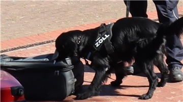 Zollhund „Bandit“ bei der Arbeit.
