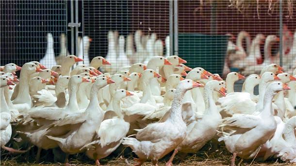 Vogelgrippe-Epidemie gefährdet Weihnachtsgänse Zuchtgänse laufen durch einen Stall. An Weihnachten wird nach Befürchtung von Geflügelzüchtern wegen der kursierenden Vogelgrippe so mancher auf die traditionelle Weihnachtsgans verzichten müssen.