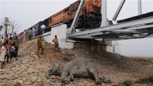 Mit Künstlicher Intelligenz Tiere besser schützen Zugstrecken in Indien sind nicht gesichert. Deswegen kommt es häufig zu Wildunfällen.