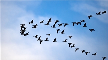 Zugvögel fliegen über das Wattenmeer der Nordseebucht Jadebusen.