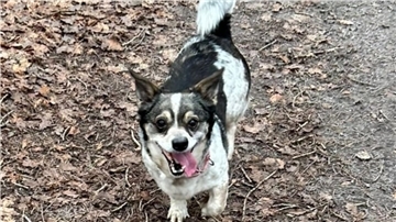 Ein kleiner Hund mit heraushängender Zunge