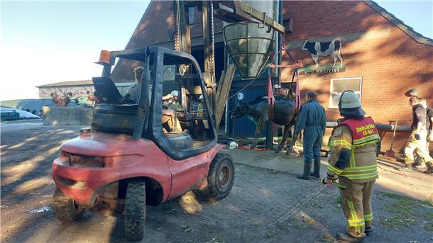 Rinder stürzen in Güllekeller: Großeinsatz unter Atemschutz in Waddens Zur Rettung der Kühe war auch ein Stapler notwendig.