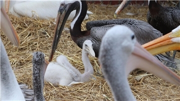 Zwei Adoptivväter kümmern sich im Berliner Tierpark um ein kleines Fleckschnabelpelikan-Küken.