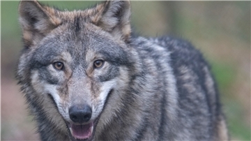 Zwei Attacken auf Schafherden in der Wesermarsch in zwei Tagen. Einiges deutet darauf hin, dass es ein Wolf war.