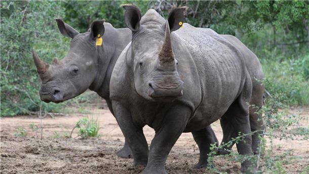 Botsuana sorgt sich wegen gestiegener Nashorn-Wilderei Zwei Breitmaulnashörner in einem Naturschutzreservat in Südafrika. Der internationale Handel mit Nashorn-Hörnern ist zwar verboten. Trotzdem töten Wilderer weiterhin illegal die Tiere.