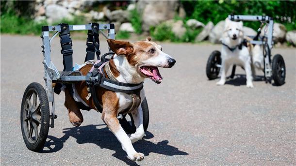 Gnadenhof für gelähmte Hunde kämpft um das Überleben Zwei Hunde mit einem Rollstuhl laufen auf dem Gelände vom „De Hun’nenhoff“.