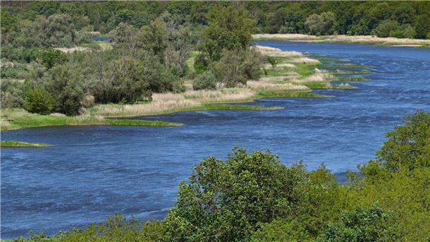 Konzentration der giftigen Goldalge in Oder hoch Zwei Jahre nach dem Fischsterben in der Oder haben polnische Behörden erneut giftige Goldalgen im Fluss entdeckt.