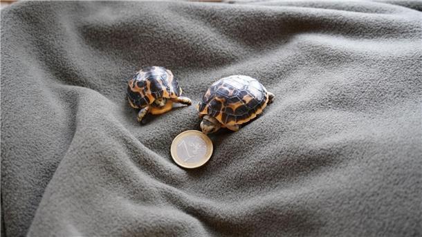 Zwei seltene Mini-Schildkröten im Zoo Hannover geschlüpft Zwei Madagassische Spinnenschildkröten, die am 14. Februar im Zoo Hannover geboren wurden.