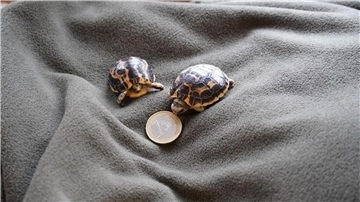 Zwei Madagassische Spinnenschildkröten, die am 14. Februar im Zoo Hannover geboren wurden.