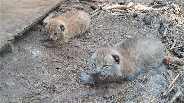 Anfang Juni 2023 kamen fünf kleine Luchse im Beverstedter Tierpark Cuxart zur Welt. 