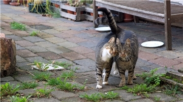 Zwei streunende Kater schmiegen sich aneinander. Fremde Katzen auf privaten Grundstücken sorgen nicht selten für Konflikte zwischen Nachbarn.