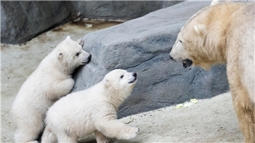 Zwei Eisbären-Babys spielen mit ihrem Vater. Im ungarischen Zoo hat Lloyd Nachwuchs gezeugt – das war nicht geplant.