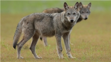 Zwei Wolfswelpen. Im Kreis Cuxhaven soll es 2024 ein Wolfsmonitoring geben.