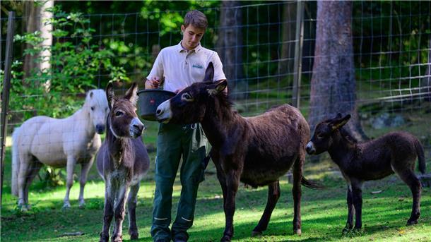 Ein vorsichtiges, kluges Tier Zwergesel Pino (rechts) erkundet vorsichtige das Gehege im Wildtierpark Lüneburger Heide.