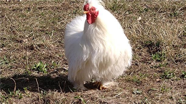 Tierschutz Bremerhaven: Zwerghahn Gandalf sucht artgerechtes Zuhause Ein Zwerghahn mit weißem Federkleid.