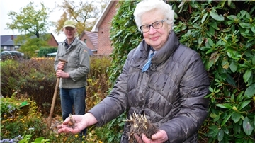 Zwiebel für Zwiebel versenkt Martha Kück in der dunklen braunen Erde, Dieter Kück unterstützt seine Mutter tatkräftig mit dem Spaten. Zahllose Blüten werden die Mitbürger im kommenden Frühjahr an der Hauptstraße erfreuen.