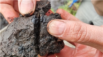  Holzkohlestücke werden in der Hand gehalten.